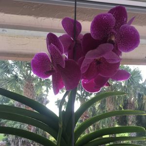 Meet your Posher, Valerie